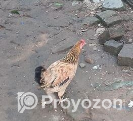 fitted-14_2025-11-17_10-43-00