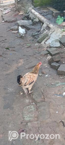 দেশি মুরগী