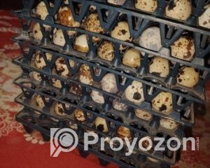 fitted-14_2025-11-18_10-06-52