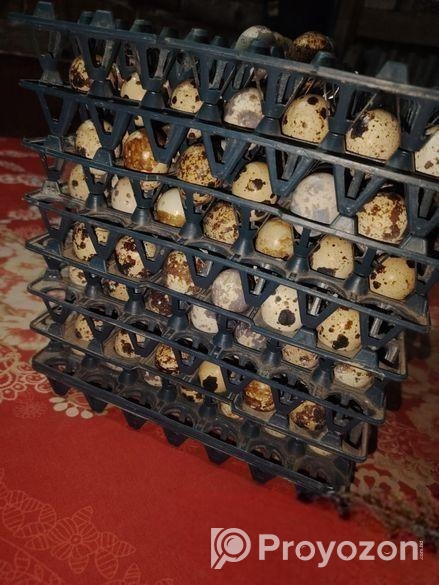 কোয়েলের ডিম