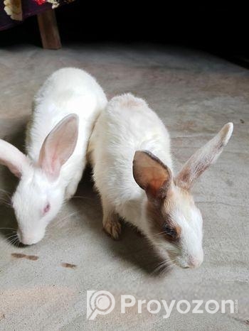 দুটি খরগোশ বিক্রি হবে (খাঁচাসহ)!