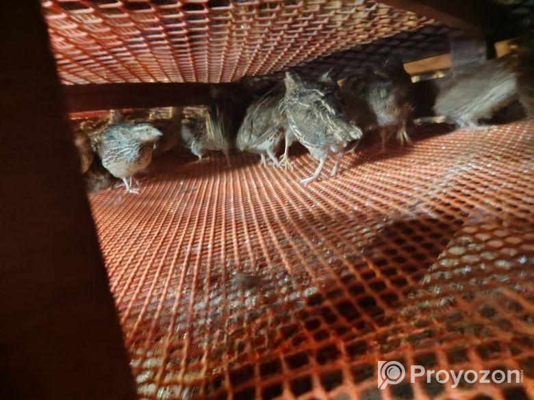 ডিম পাড়া কোয়েল পাখি