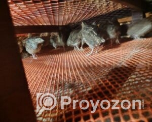 fitted-14_2025-11-29_10-52-10