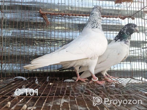 রানিং গিরিবাজ কবুতর।