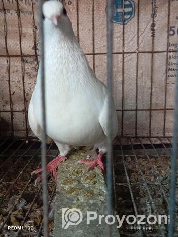 বাংলা মাদি কবুতর