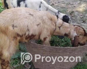 fitted-15_2025-11-11_10-09-05