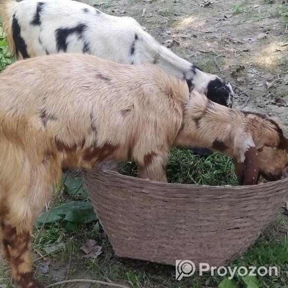 ছাগল গুলো খুব ভালো