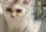 Traditional Persian Kitten