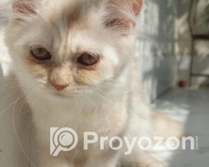 fitted-15_2025-11-13_09-31-31