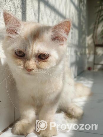 Traditional Persian Kitten
