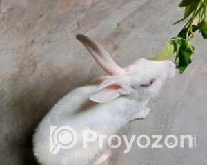 fitted-15_2025-11-22_11-01-16