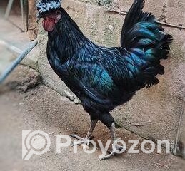 fitted-15_2025-11-26_11-08-50