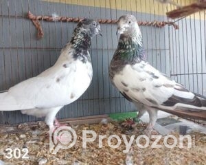 fitted-16_2025-11-04_09-39-38