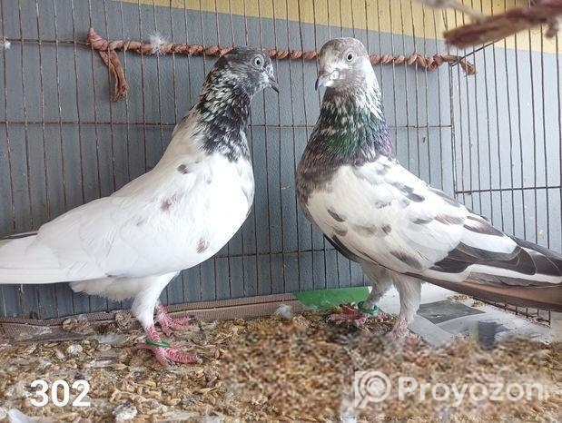 রানিং গিরিবাজ কবুতর।