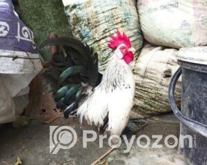 fitted-16_2025-11-09_10-19-38