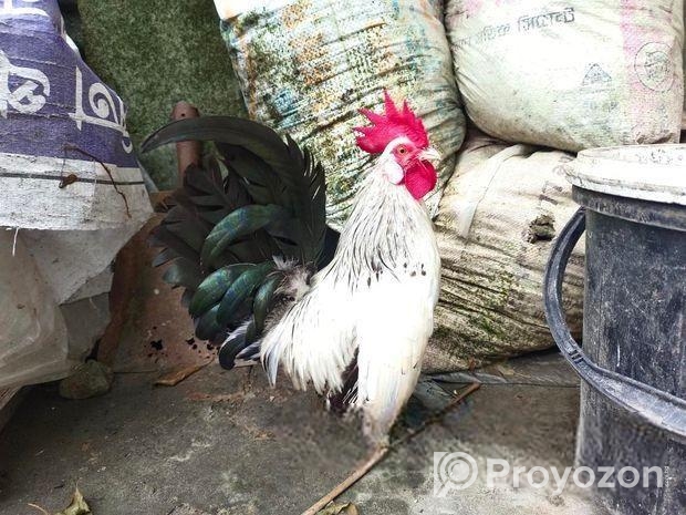 অরিজিনাল রোজকম্ব মুরগি