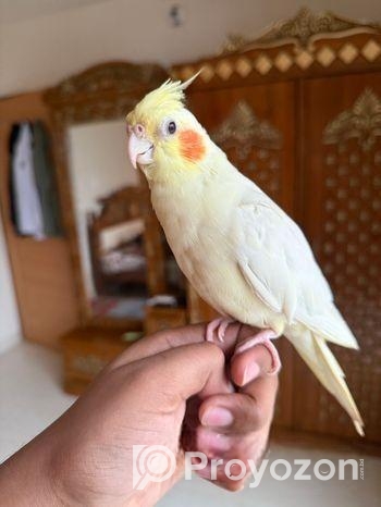 Family Package Cocktail Bird