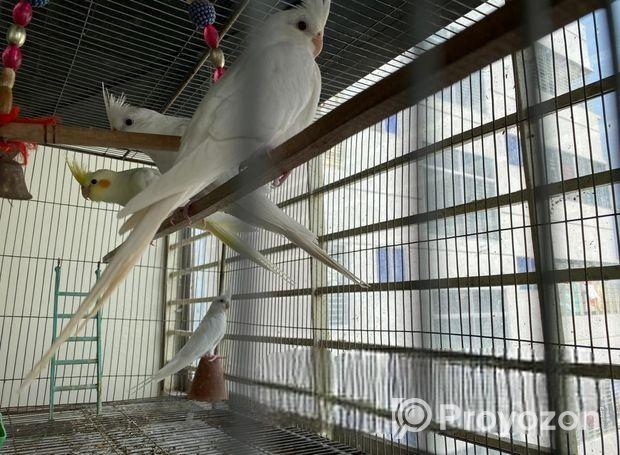 Cockatiel birds for sale