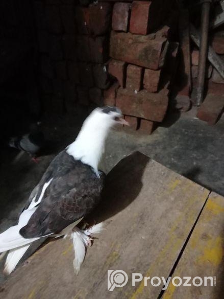 একটা সবজি রেসার ও শিরাজী