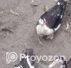 fitted-17_2025-11-03_10-45-18