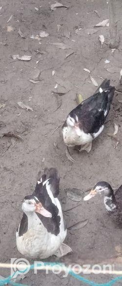 চিনা হাঁস ২টা নর