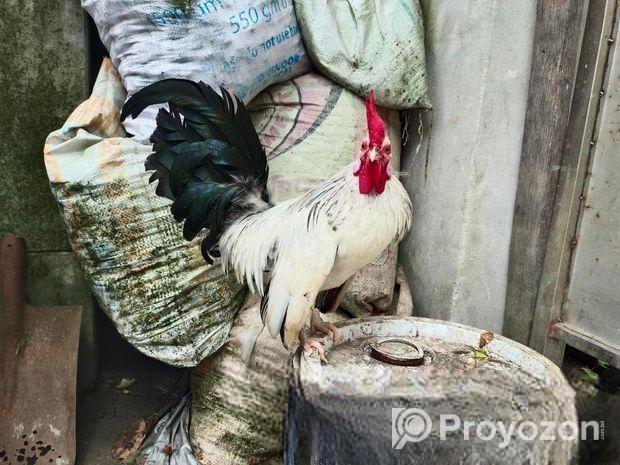 অরিজিনাল রোজকম্ব মুরগি