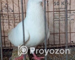 fitted-17_2025-11-10_09-36-45