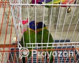 fitted-17_2025-11-10_09-46-26