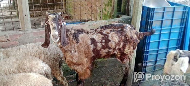 গুজরি জাতের ছাগী বিক্রয় হবে