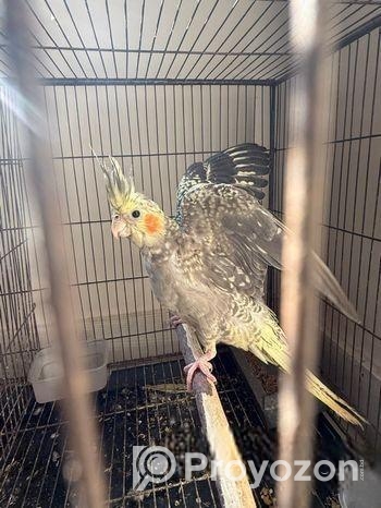 Family Package Cocktail Bird