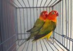 Love Bird Breeding Pair