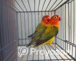 fitted-17_2025-11-16_10-07-23