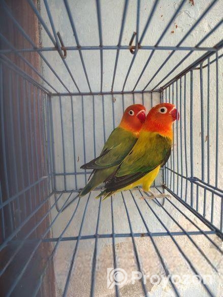 Love Bird Breeding Pair