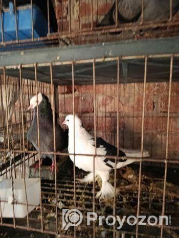 ইমারজেন্সি সব গুলো কবুতর আর পাখি সেল দেওয়া হবে