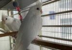 Cockatiel birds for sale