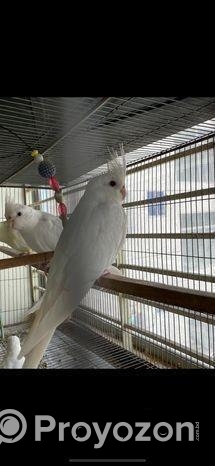 Cockatiel birds for sale