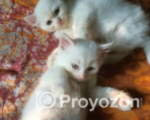 fitted-17_2025-11-30_10-28-00