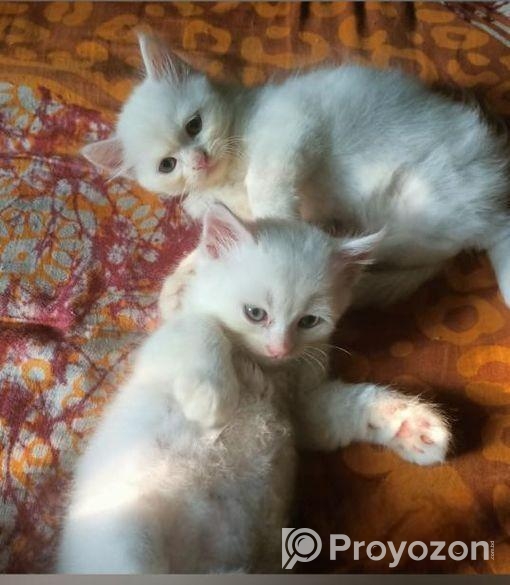 Persian Dubble Cot Doll Face Cat