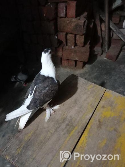 একটা সবজি রেসার ও শিরাজী