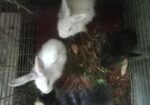 Rabbit Sell