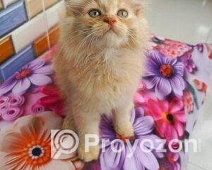 fitted-18_2025-11-12_17-28-16