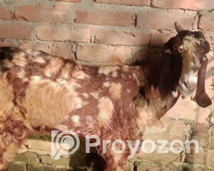 fitted-18_2025-11-12_17-48-31