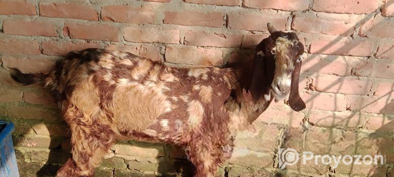 গুজরি জাতের ছাগী বিক্রয় হবে