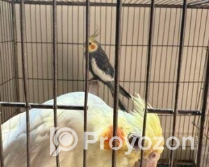 fitted-18_2025-11-13_09-34-39