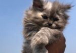 Persian Cat