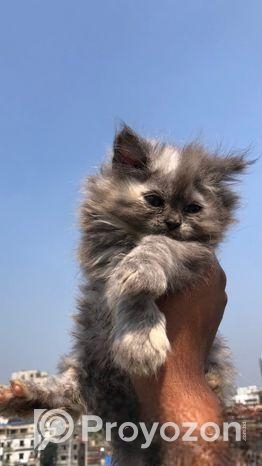 Persian Cat