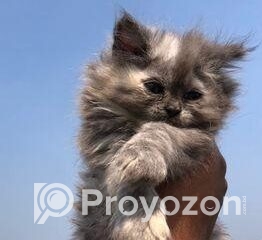 fitted-18_2025-11-16_10-08-57