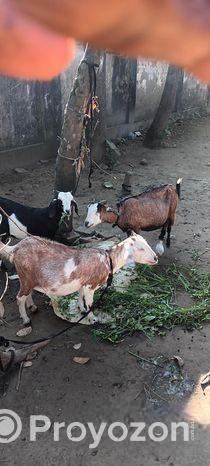 মাটি ছাগল