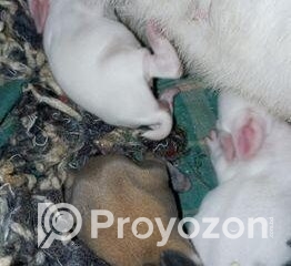 fitted-18_2025-11-19_10-07-55