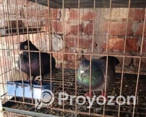 fitted-18_2025-11-22_11-04-50